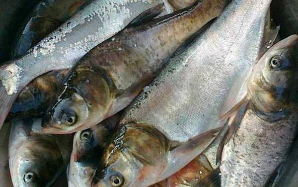 钓鲢鳙线组怎么搭配合适?