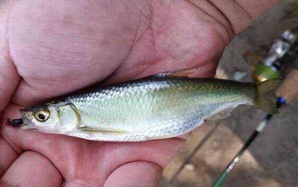 钓白条鱼用什么鱼钩最好?