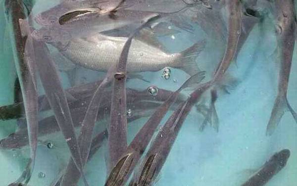 钓白条鱼用几号钩最好?