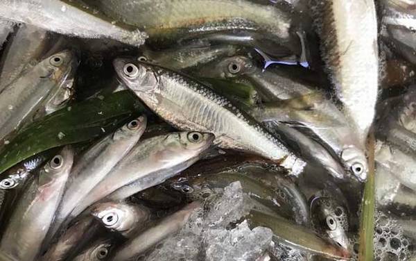 钓白条鱼用几号钩最好?