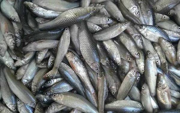 八工竿钓鲫鱼和什么鱼?