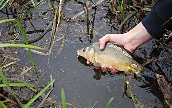 白狐鱼钩适合钓什么鱼?