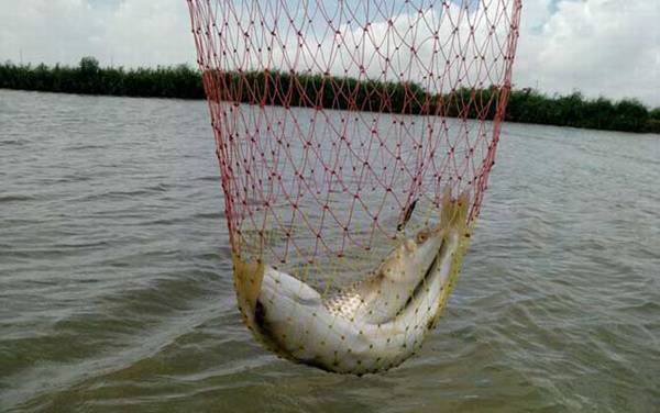 钓黄尾鱼用多大的线组?