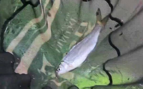 钓黄尾鱼用多大的线组?