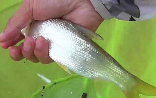 钓黄尾鱼用多大的线组?