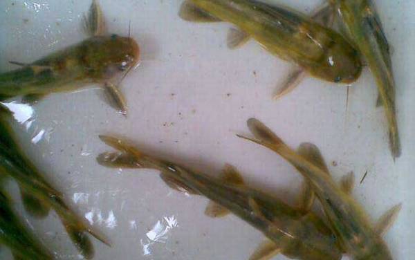 丸世鱼钩适合钓什么鱼?