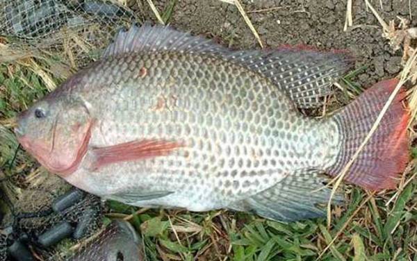 溪流钩适合钓什么鱼?