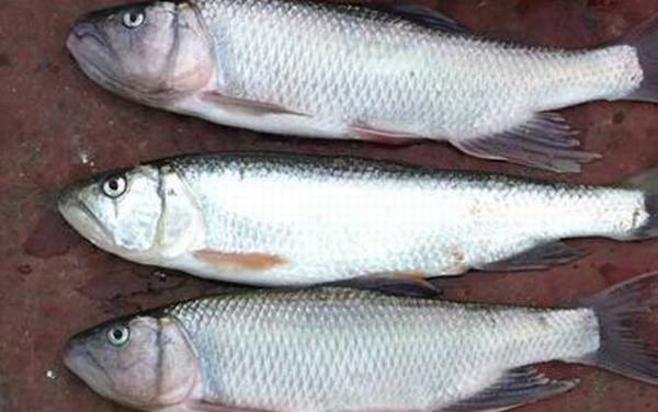 溪流钩适合钓什么鱼?