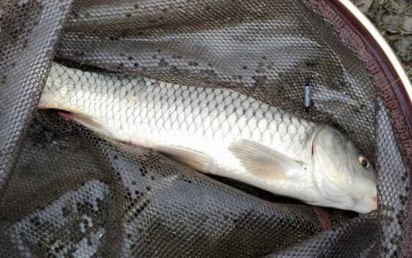 溪流钩适合钓什么鱼?