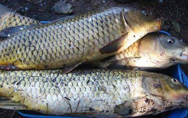 伊势尼鱼钩适合钓什么鱼?