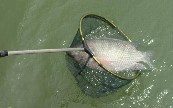 3号伊势尼钩适合钓什么鱼?