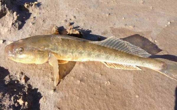 溪流钓用什么钓竿?