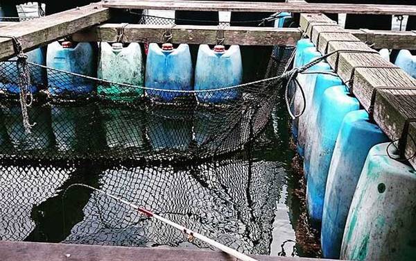 筏钓用什么钓线?