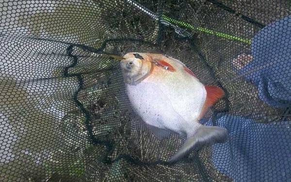 钓鲳鱼用什么钩?