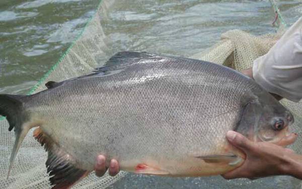 钓鲳鱼用什么钩?