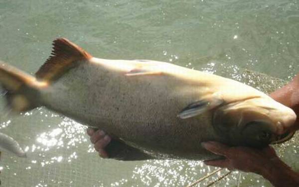 钓鲳鱼用什么钩?