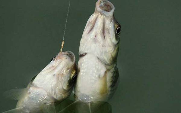 钓鳊鱼用什么钓具?