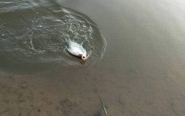 钓鳊鱼用什么钓具?