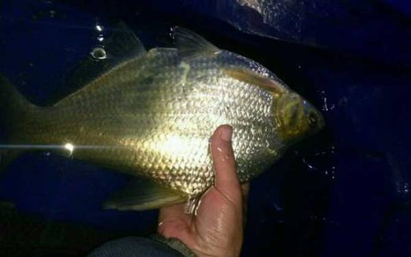 钓鳊鱼用什么钓具?