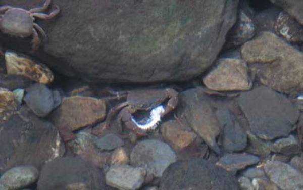 钓螃蟹用什么工具?