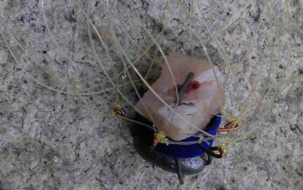 钓螃蟹用什么工具?