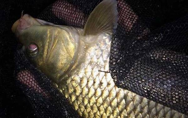 钓鲤鱼用什么钩最好?