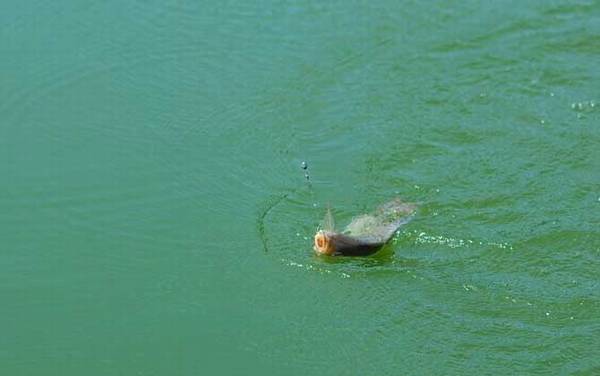 夏天钓鲫鱼用几号袖钩?