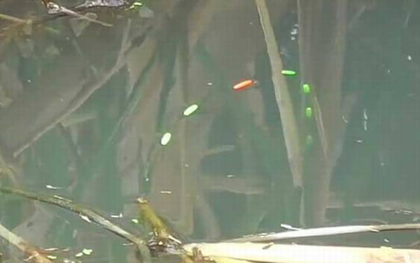 七星漂可以钓浮吗?