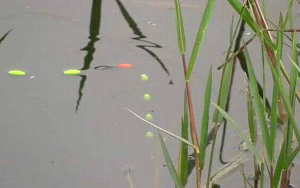 野钓用七星漂好还是立漂好?