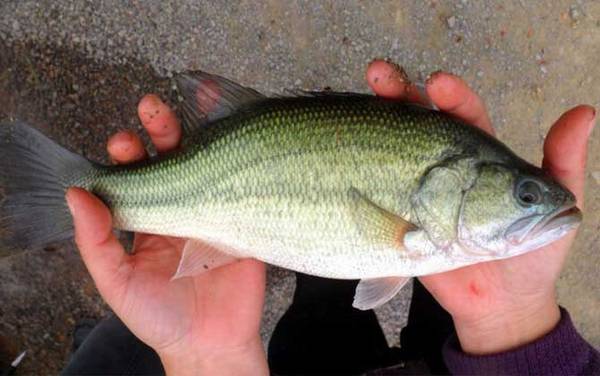 鲈鱼路亚饵是沉水还是浮水好?
