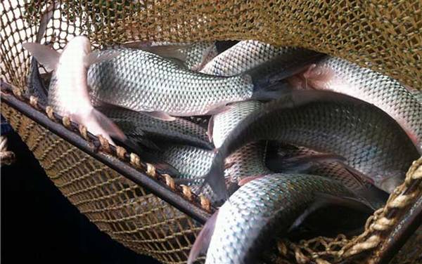 钓鲮鱼用什么漂好?