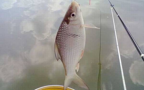 野钓鲮鱼用多大子线?