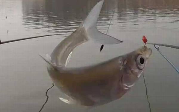 钓白条鱼用几号线几号钩几号漂?