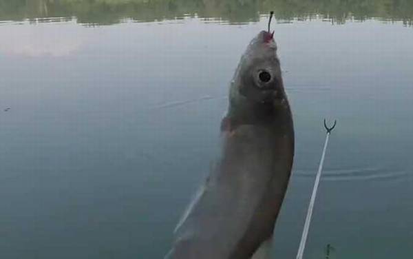 钓白条鱼用几号线几号钩几号漂?