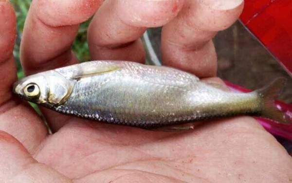 钓白条鱼用几号线几号钩几号漂?