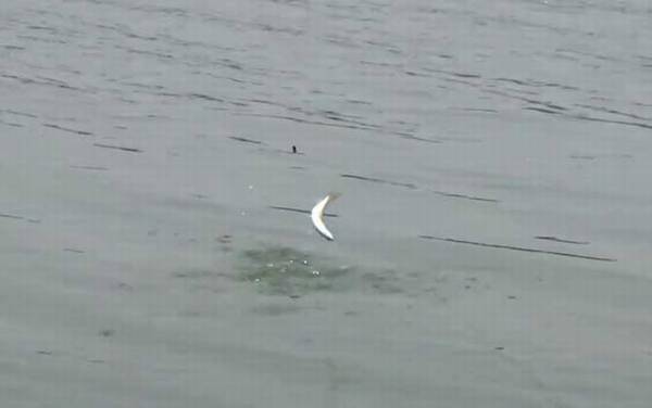 钓白条鱼用几号线几号钩几号漂?