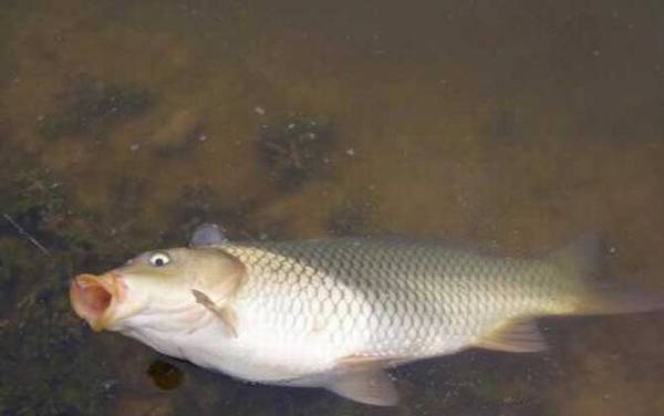 4号白狐鱼钩适合钓什么鱼?