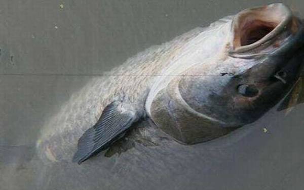 4号白狐鱼钩适合钓什么鱼?