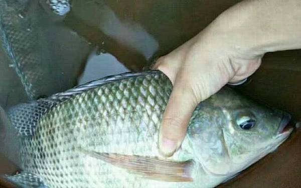 钓大罗非鱼用多大的浮漂?