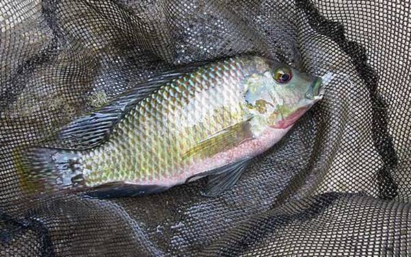 钓大罗非鱼用多大的浮漂?