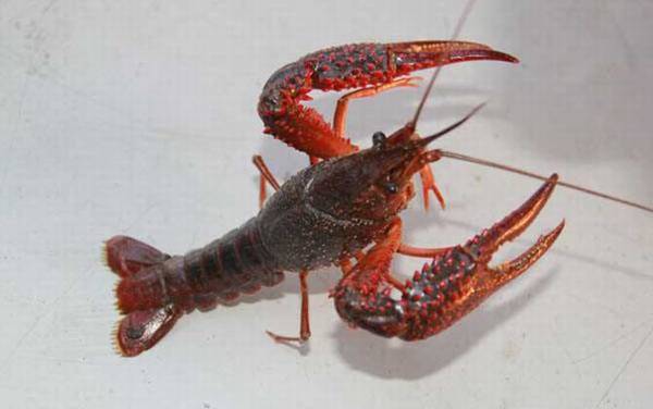 钓龙虾实用技巧大全