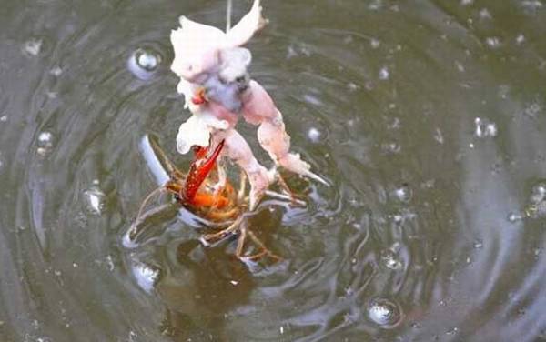 钓龙虾实用技巧大全