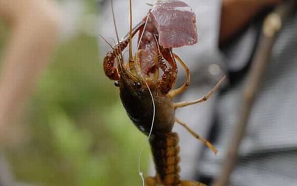 什么时候钓龙虾最好?