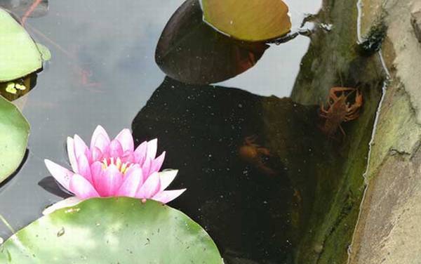 什么时候钓龙虾最好?