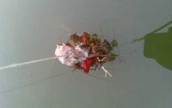 什么时候钓龙虾最好?