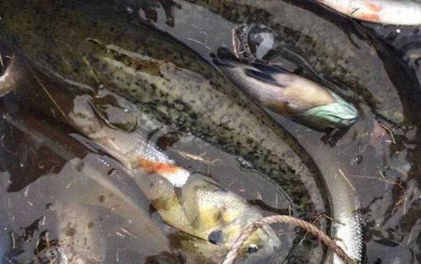 钓鲶鱼水深多少米最好?