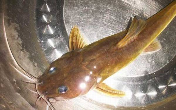 钓鲶鱼水深多少米最好?