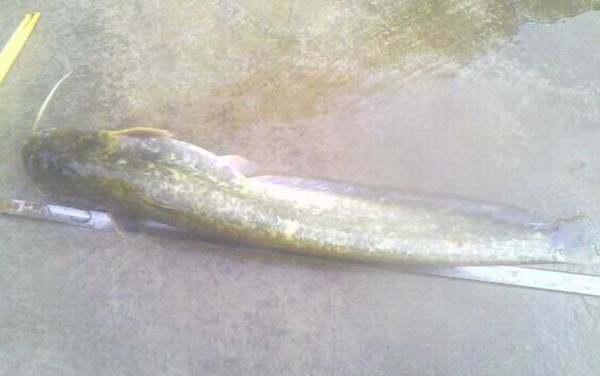 白天鲶鱼钓深水还是浅水?