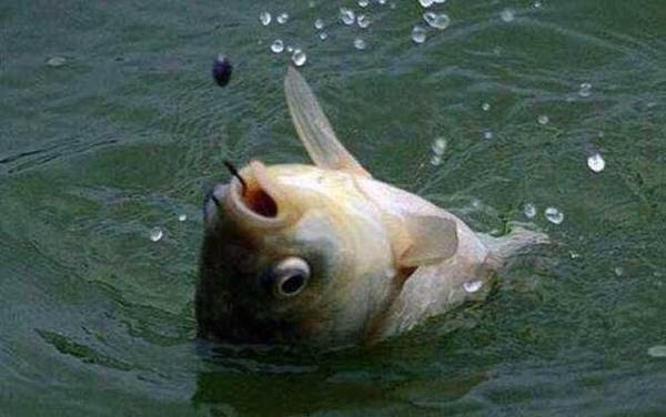 钓鱼怎么调漂和找底?