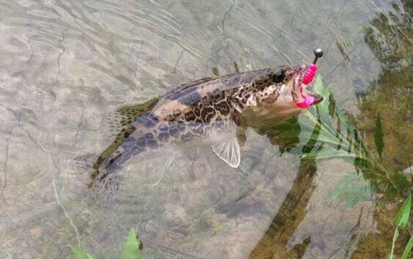 水库钓鱼怎么调漂?